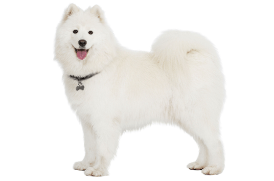 Samoyed Dog Png Free Image (beige, gray)