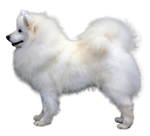 Samoyed Dog Png Hd Image (black, gray, silver)