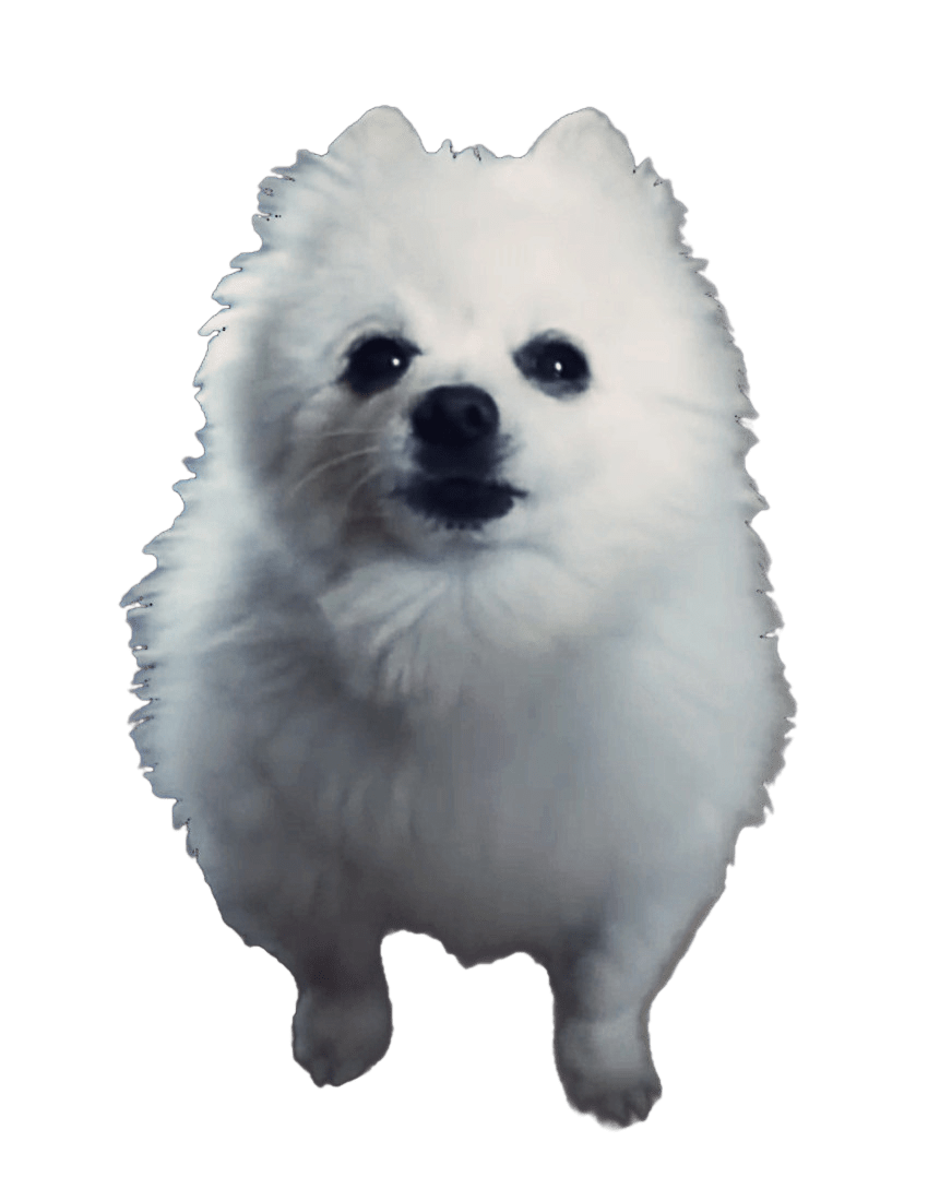 Samoyed Dog Png Hd Isolated (beige, gray)