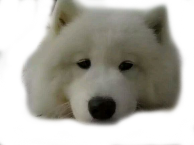 Samoyed Dog Png Hd (black, gray)