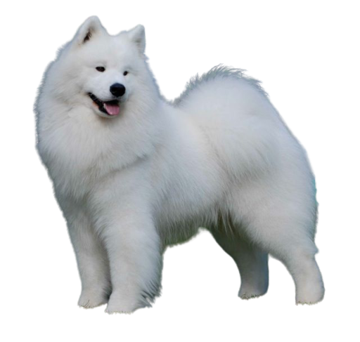 Samoyed Dog Png Image Hd (black, silver)