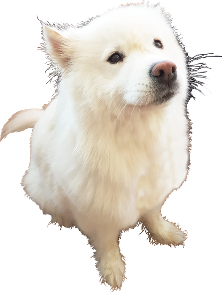 Samoyed Dog Png Image (black, white)