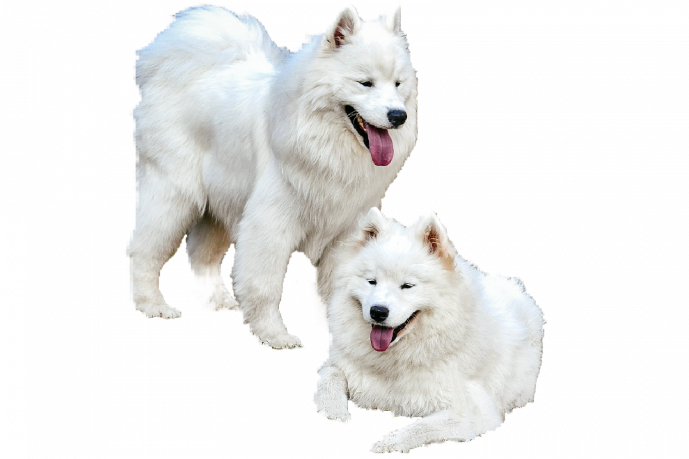 Samoyed Dog Png Image (beige, black, lavender, silver)