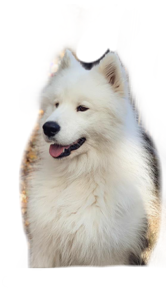 Samoyed Dog Png Images (beige, black, white, silver)