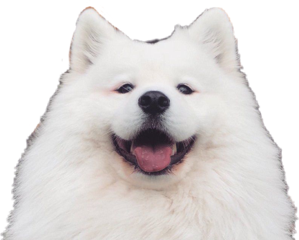 Samoyed Dog Png Isolated Hd (black, beige)