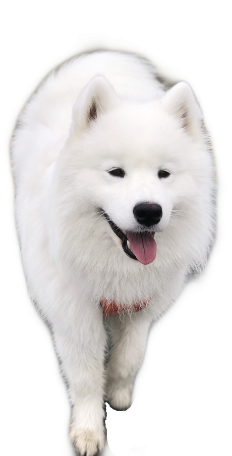 Samoyed Dog Png Isolated Picture (black, silver, lavender, white)