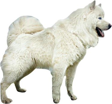 Samoyed Dog Png Isolated Transparent (black, beige)