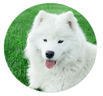 Samoyed Dog Png Photo (black, beige, lavender, silver)