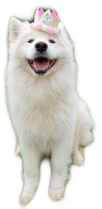 Samoyed Dog Png Photo (black, silver)