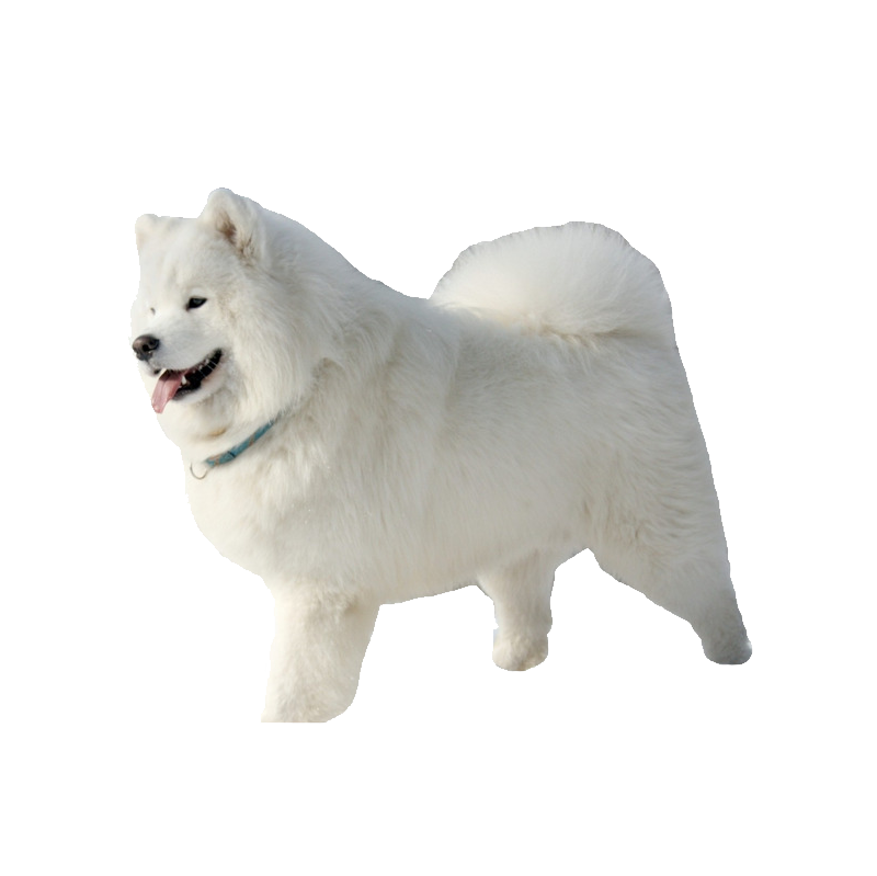 Samoyed Dog Png Photos (gray, white, silver)