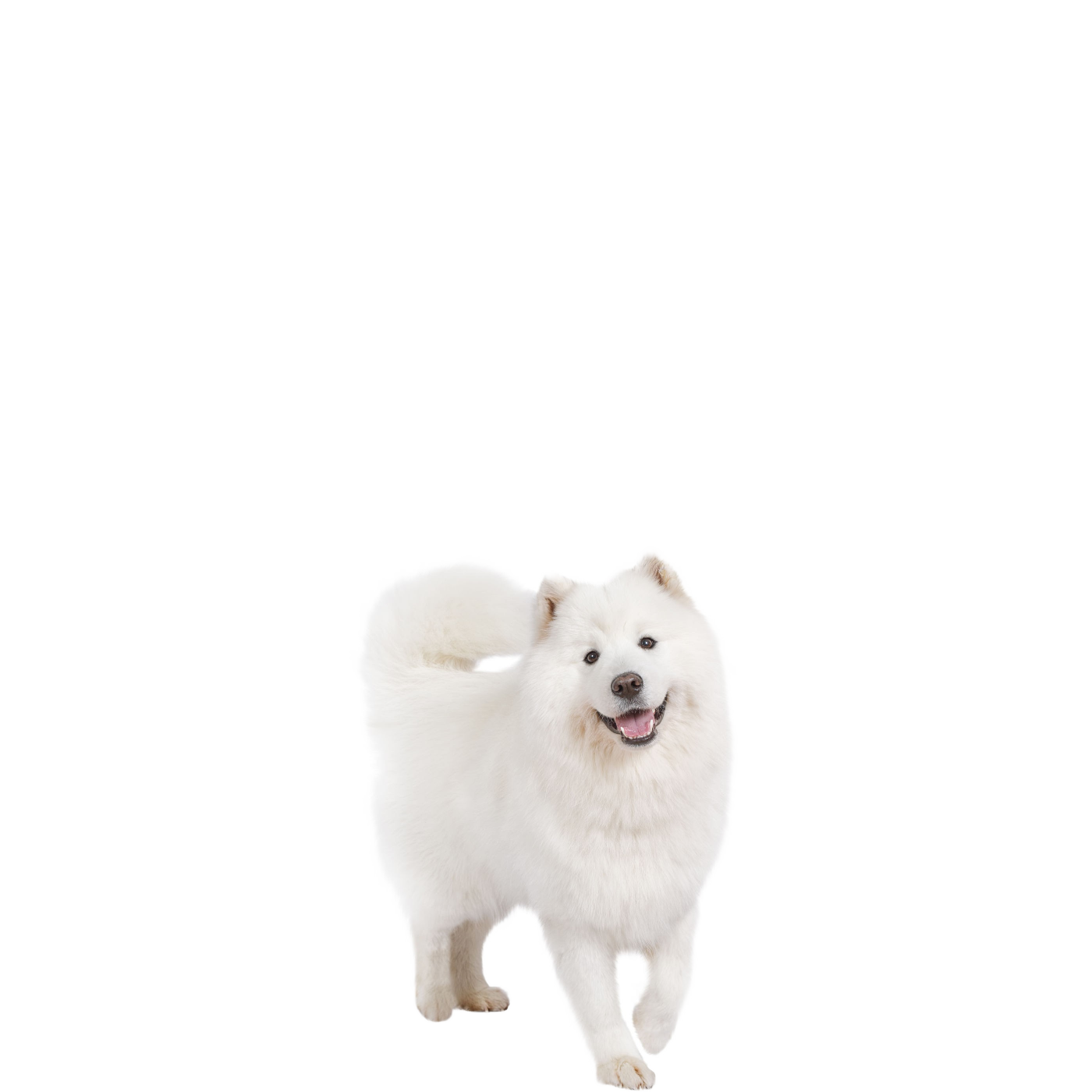 Samoyed Dog Png Pic (black, lavender, white)