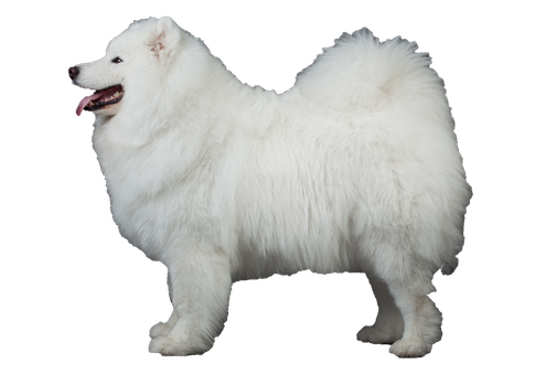 Samoyed Dog Png Picture (black, silver, beige)