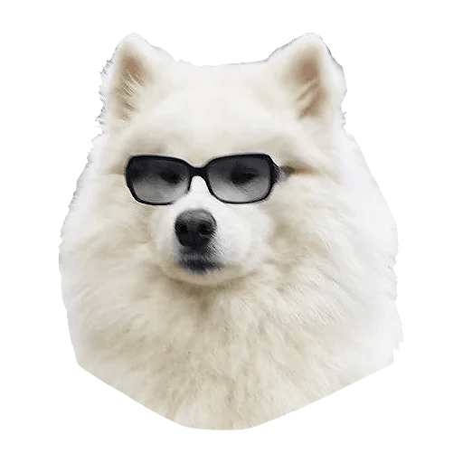 Samoyed Dog Png Picture (beige, lavender, gray, white)