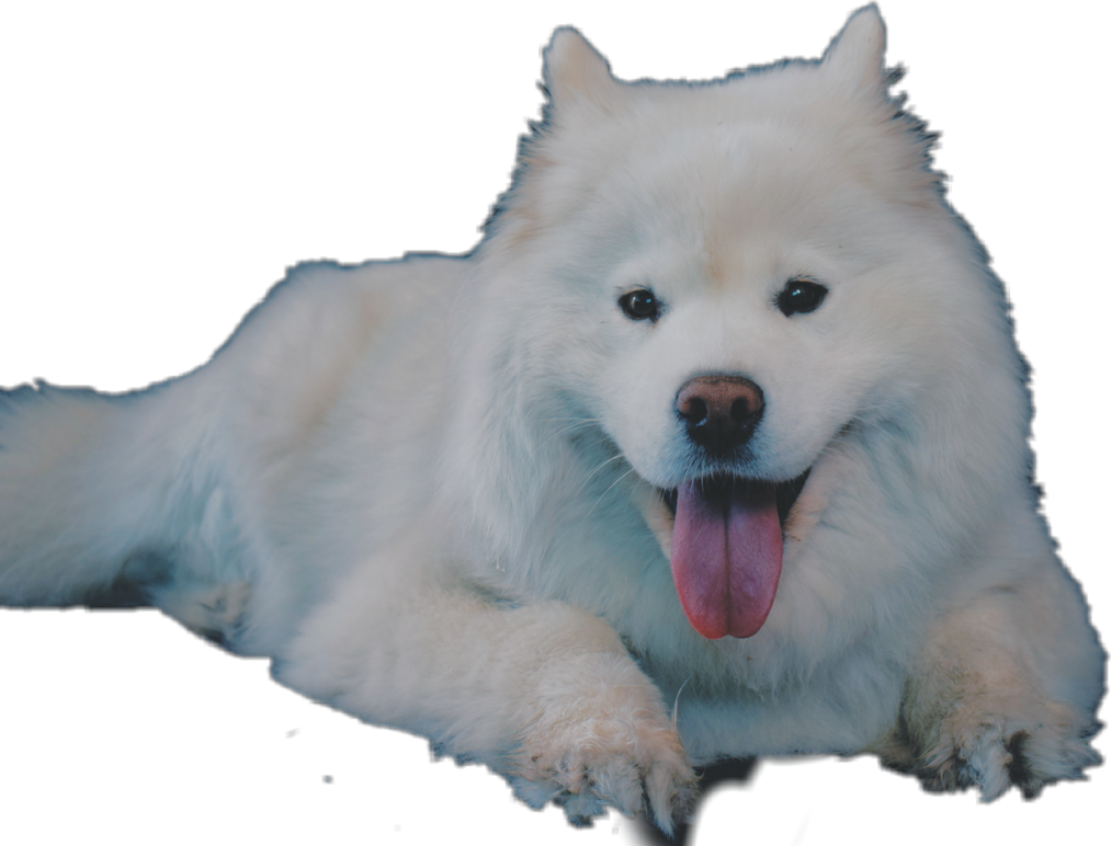 Samoyed Dog Png Transparent Hd Photo (black, silver, gray)