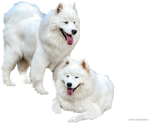 Samoyed Dog Png Transparent (black, lavender, white)