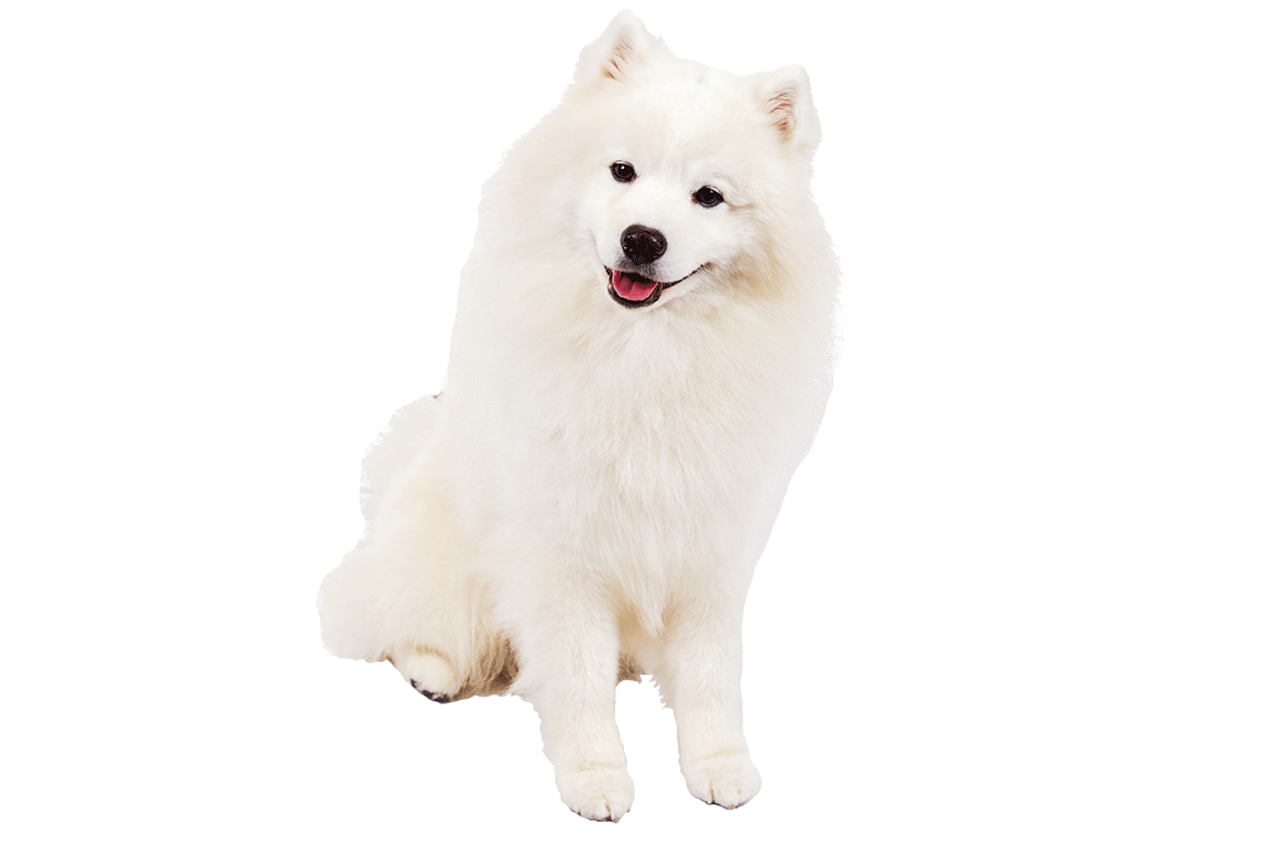 Samoyed Dog Png (beige, white)