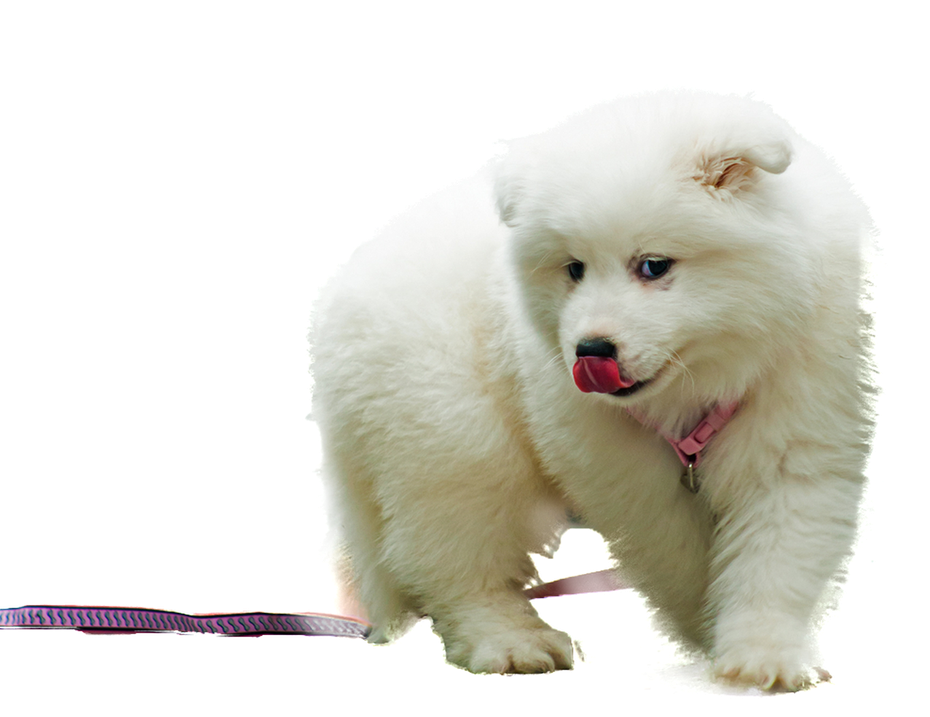 Samoyed Dog Transparent Isolated Png (black, white)