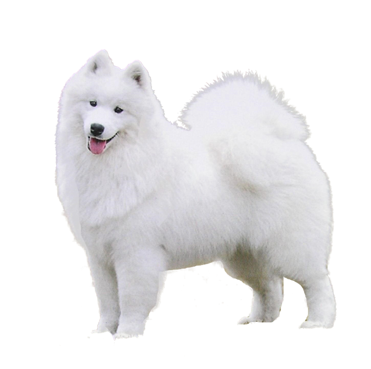 Samoyed Dog Transparent Png (black, lavender)