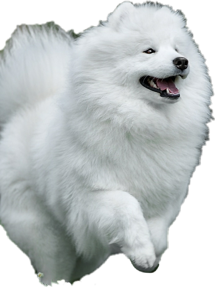 Samoyed Dog Transparent (black, lavender, silver)