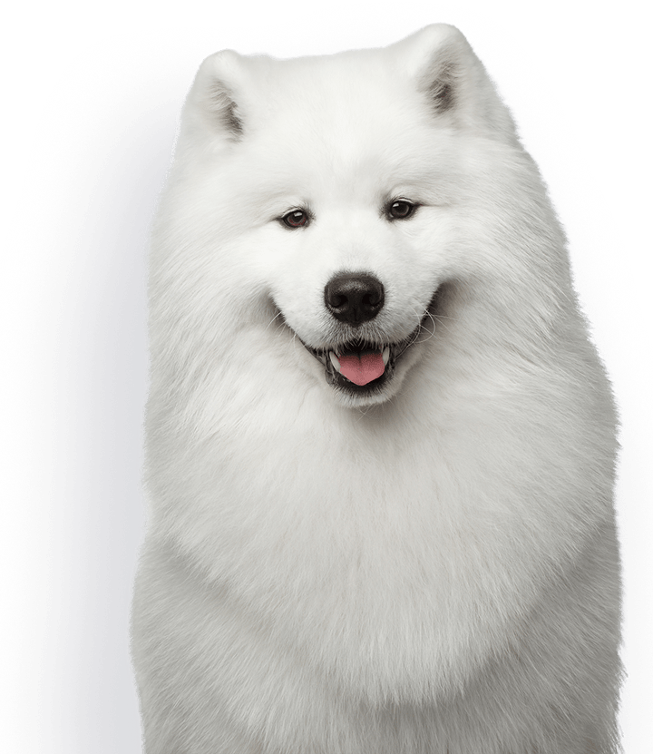 Samoyed Dog White Png Clipart (black, gray, silver)