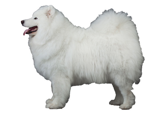 Samoyed Dog White Png Cutout (beige, black, silver)