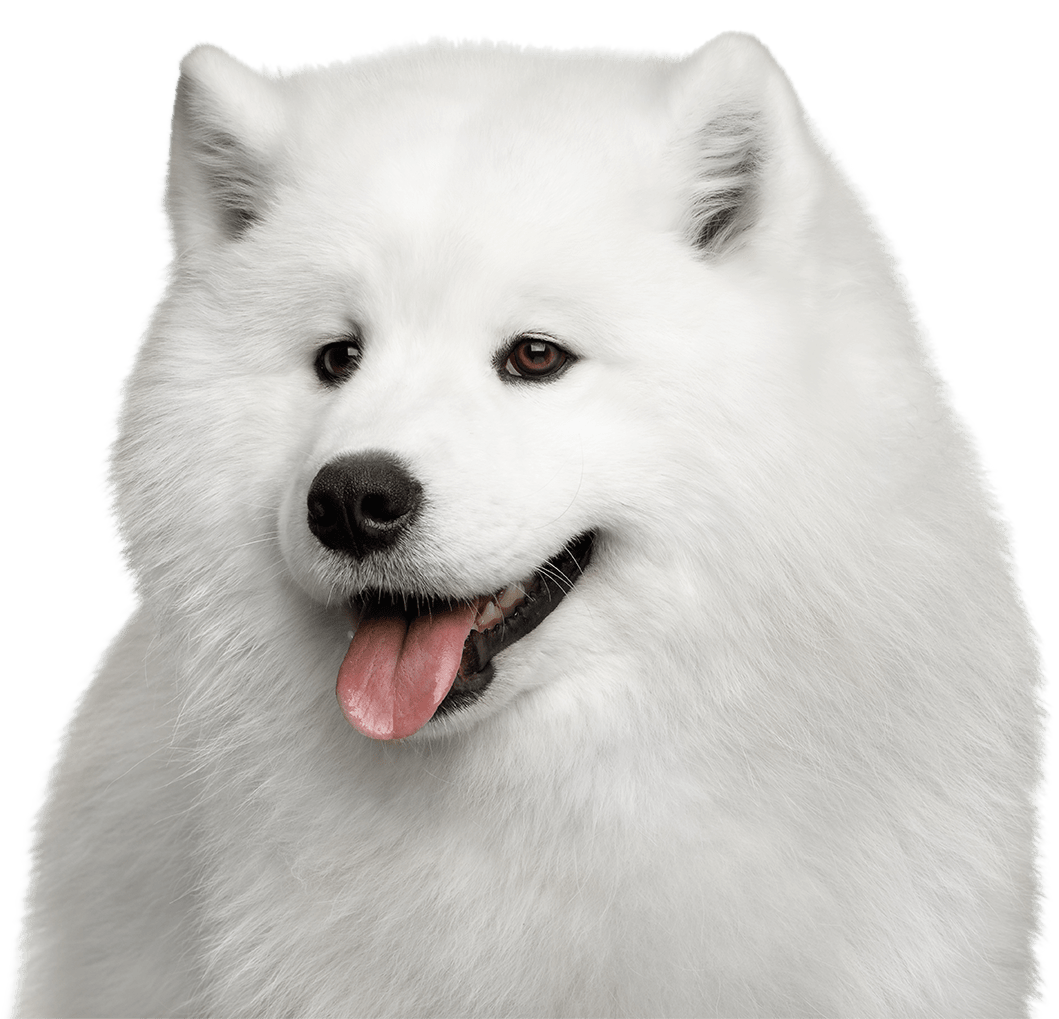 Samoyed Dog White Png File (gray, silver)