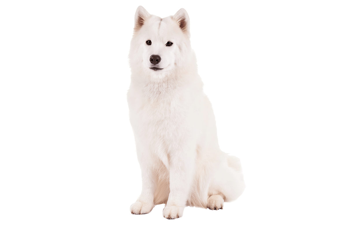 Samoyed Dog White Png Images (beige, white)