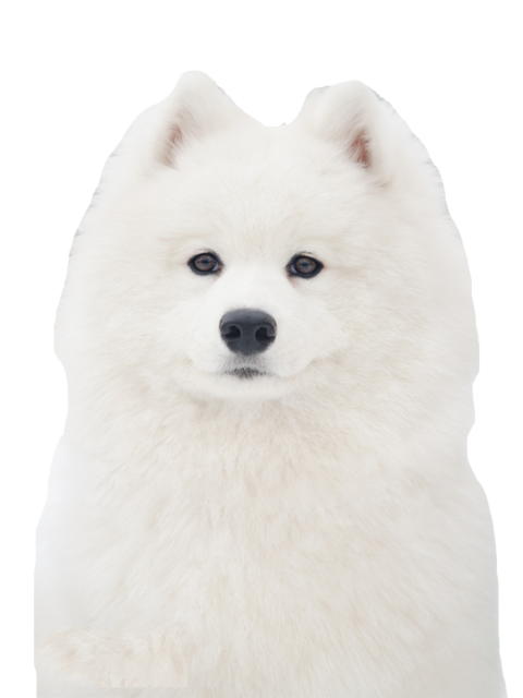 Samoyed Dog White Png Photos (beige, black)