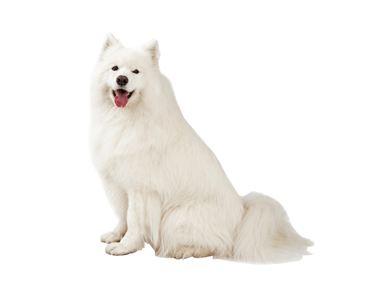 Samoyed Dog White Png Pic (beige, gray)