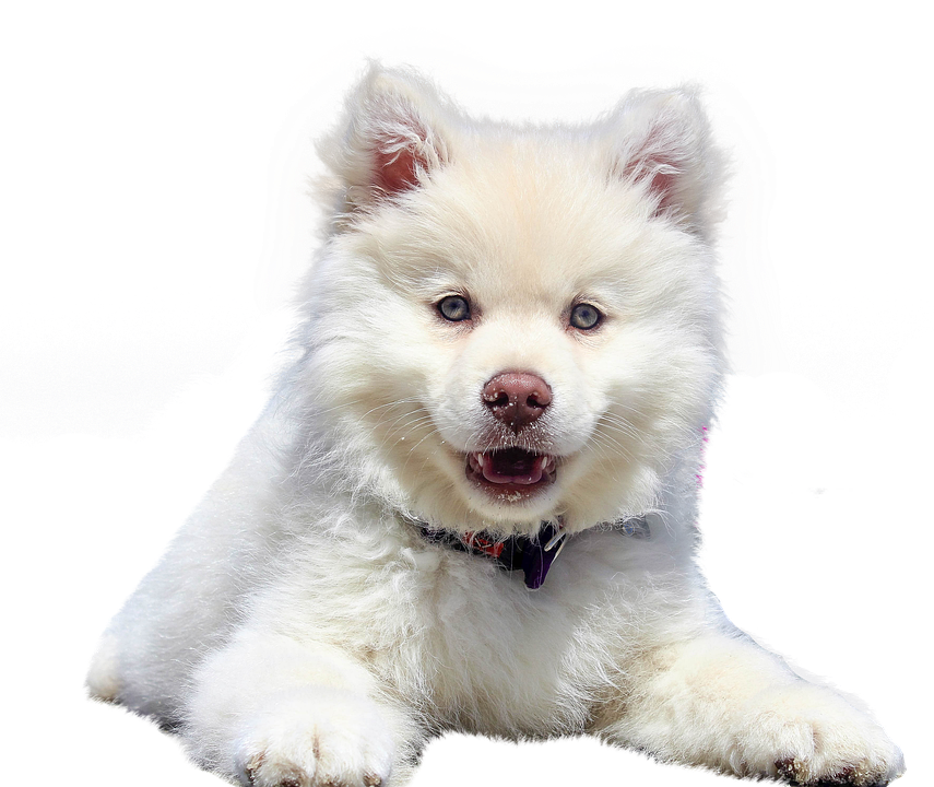 Samoyed Dog White Png (lavender, white)