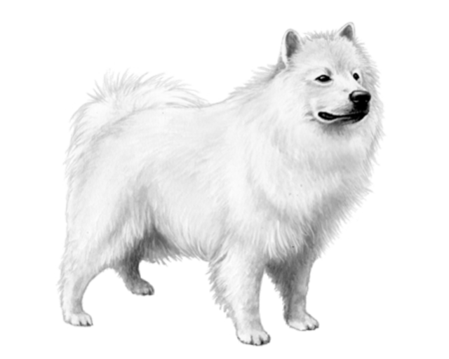 Samoyed Dog White (black, lavender)