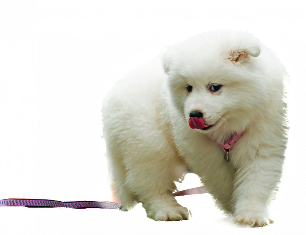 Samoyed Dog (black, white)