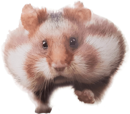 Hamster Download Png Image (black, beige)