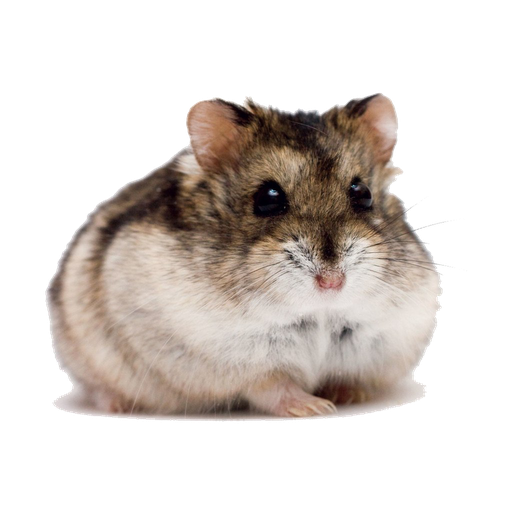 Hamster Png Free Download (beige, black, indigo, silver)