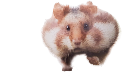 Hamster Png Isolated Image (black, beige, lavender)