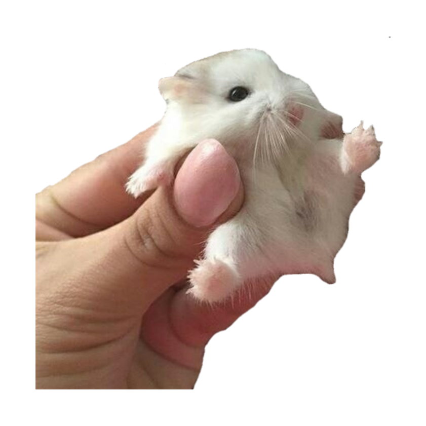 Hamster Png Photos (black, olive, gray)