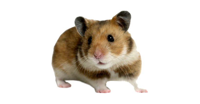 Hamster Png (beige, chocolate, olive, white, maroon)