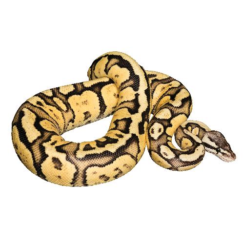 Banana Ball Python Png File (black)