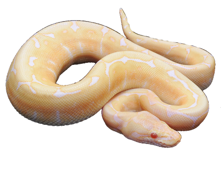 Banana Ball Python Png Hd Isolated (pink, black, beige)