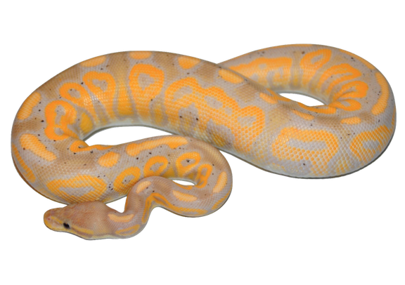 Banana Ball Python Png Hd (black, gray)