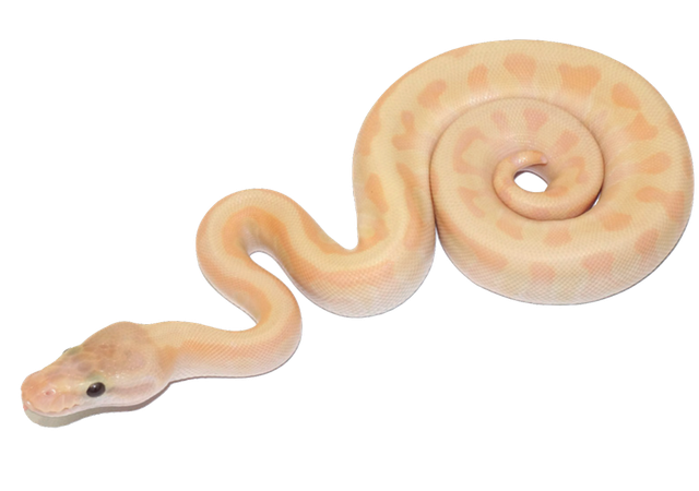 Banana Ball Python Png Isolated Hd (pink, black, silver)