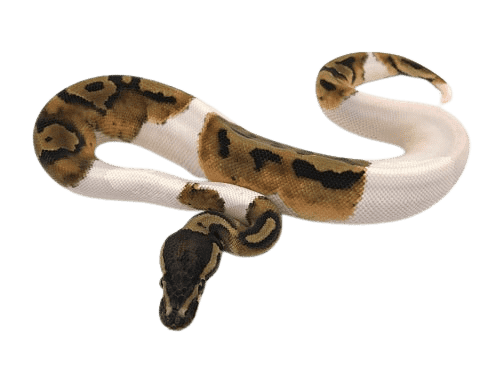 Banana Ball Python Png Photo (gray)