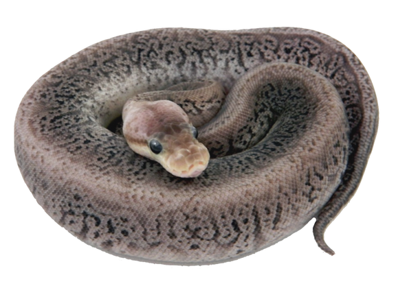 Banana Ball Python Png Photos (black, gray, indigo)