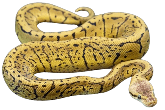 Banana Ball Python Png Pic (gray)