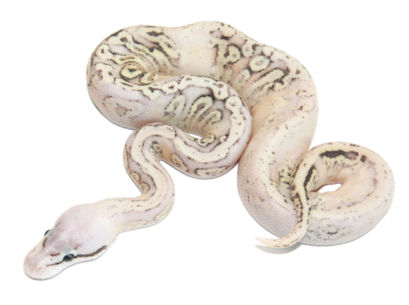 Banana Ball Python Png Transparent (beige, black)