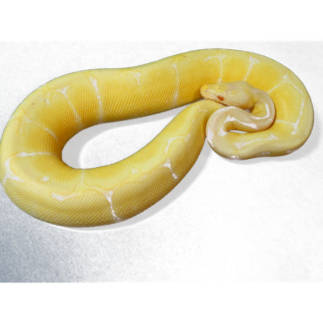 Banana Ball Python Png (white, black)