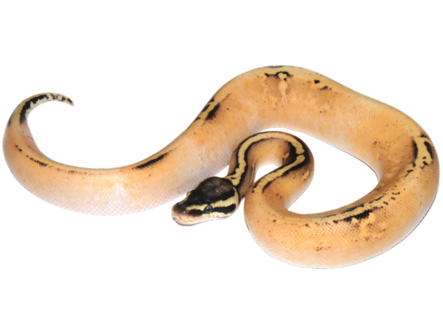 Banana Ball Python Transparent Png (salmon, black, gray)