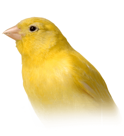 Canary Bird Png File (black, chocolate, olive)