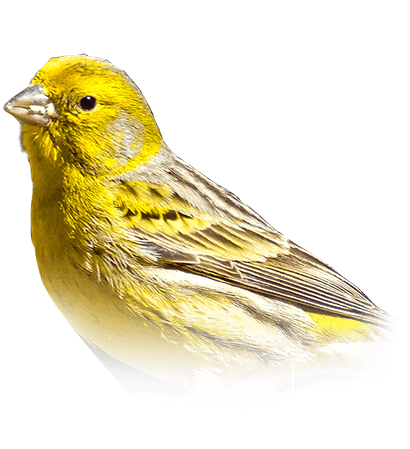 Canary Bird Png Image (black, chocolate, olive)