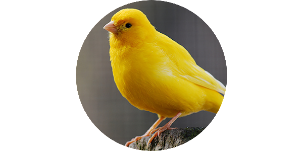 Canary Bird Png Photo (white, gray, indigo)